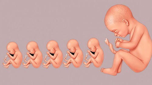 Quá trình hình thành thai nhi trong bụng mẹ như thế nào?