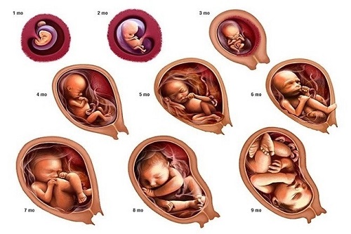 Quá trình hình thành thai nhi trong từng tháng